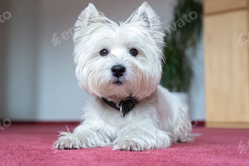 Preview: Closeup shot of cute West Highland White Terrier on red-carpeted floor
