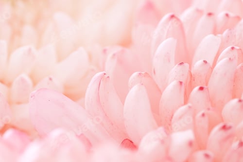 Preview: Chrysanthemum flower macro shot.