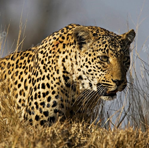 Preview: A Best wildlife destinations in the world