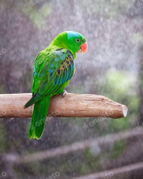 Preview: Parrot in the rain