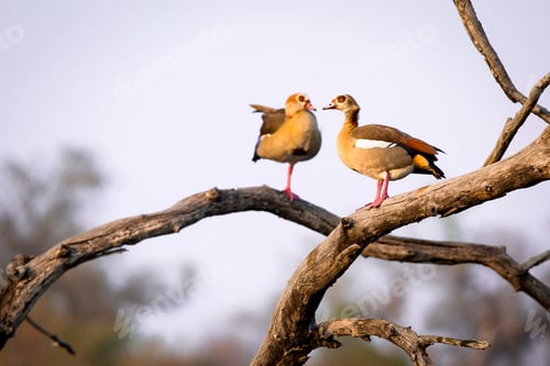 Preview: Two Egyptian geese, Alopochen aegyptiaca, perch in a dead tree