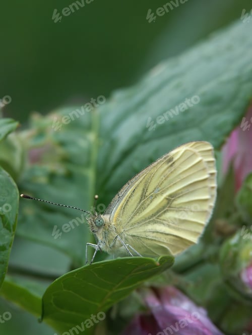 Preview: Closeup on a Green-veined wihte butterfly, Pieris napi, sitting in foliage