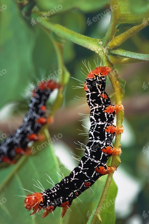 Preview: Isognathus Caricae Caterpillar