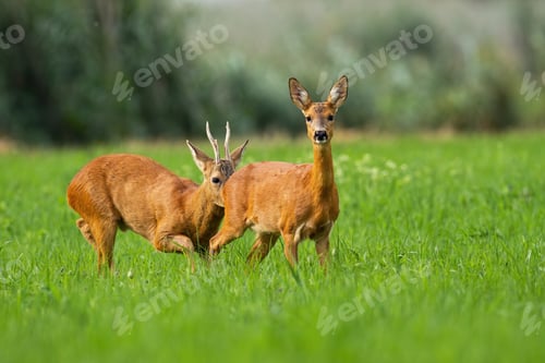 Preview: Rutting roe deer with antlers smelling doe on the sunny green meadow in summer