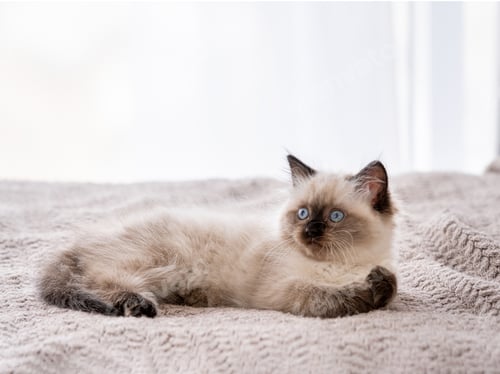 Preview: Kitten Ragdoll lying in the bed
