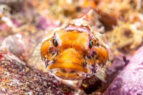 Preview: Coralline Sculpin in Channel Islands
