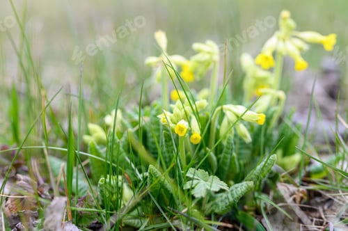 Preview: the first spring yellow blooming flowers primrose primula veris (cowslip, common cowslip)