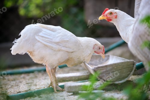 Preview: Hen feeding on traditional rural barnyard. Domestic chicken standing on yard lawn