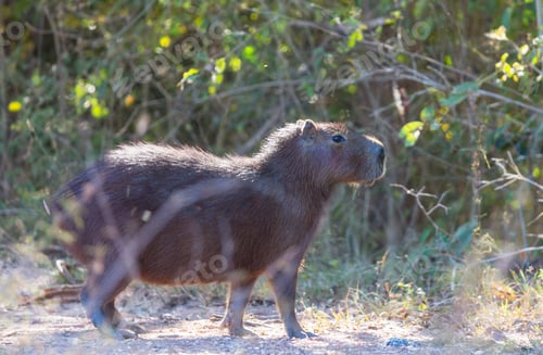 Preview: Capybara