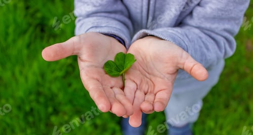 Preview: The hand holds a shamrock clover. Nature.