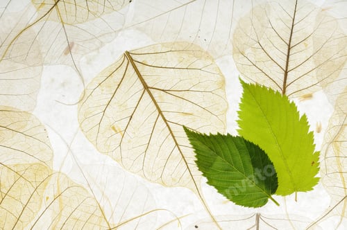 Preview: Leaves background