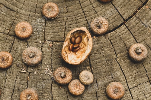 Preview: Natural wood background. Acacia seeds, walnut shells, caps of acorns on a stump