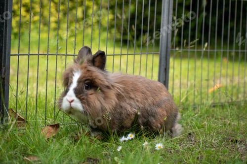 Preview: Cute Lionhead rabbit against the fence in the yard, close-up