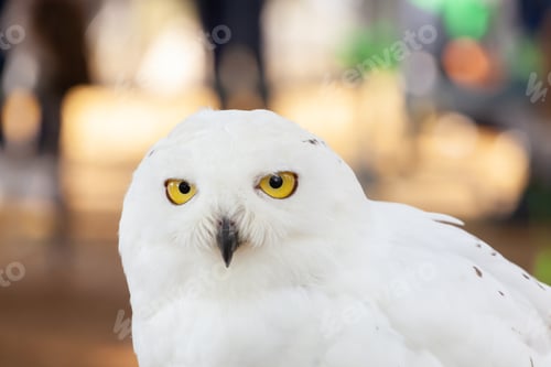 Preview: Snowy Owl - Bubo scandiacus
