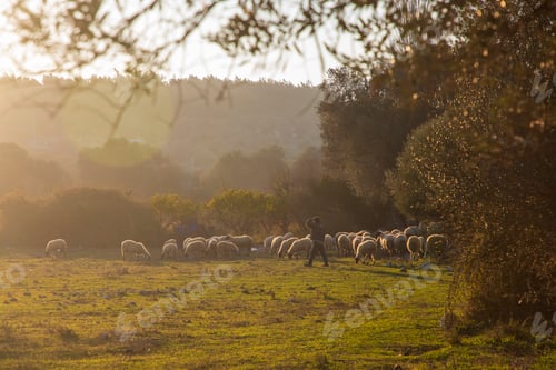 Preview: Baby lambs grazing in the pasture, Torbali, Turkey