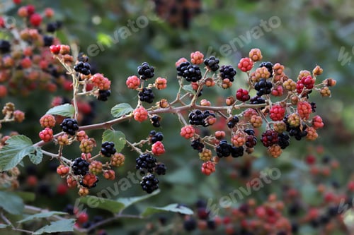 Preview: Ripe and red blackberries on the berry plantation