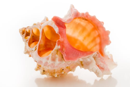 Preview: Sea shell