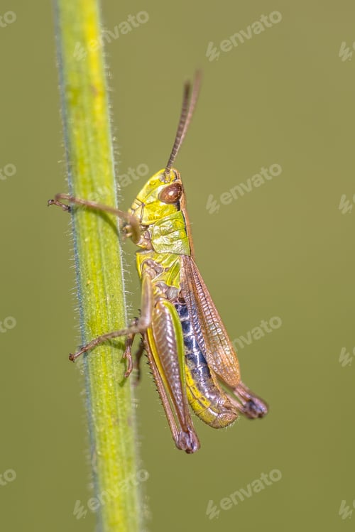 Preview: water meadow grasshopper