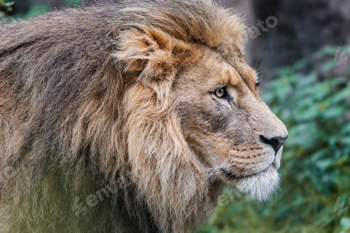 Preview: Majestic Lion Close-Up in Natural Setting