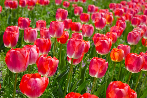 Preview: Beautiful tulip flower garden. The Expo 70 Commemorative Park, Osaka, Japan