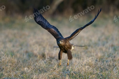 Preview: Common buzzard (Buteo buteo)