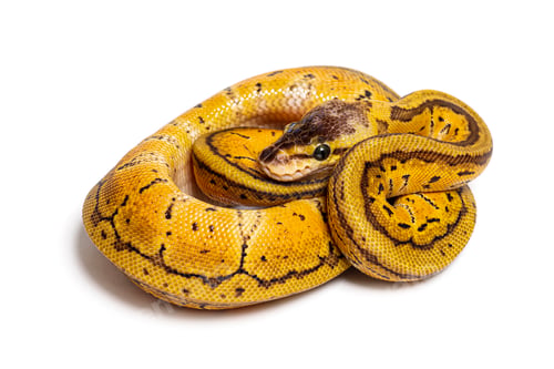 Preview: Lemon blast ball python, python régius, isolated on white