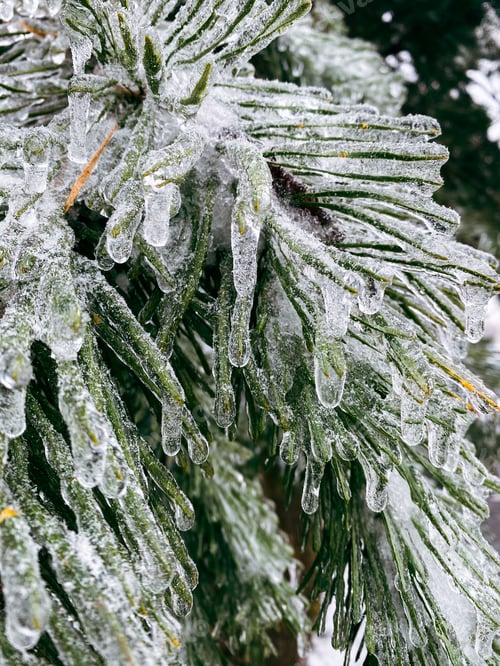 Preview: frozen pine tree branch covered with ice after snowstorm
