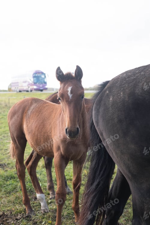 Preview: flock of brown horses in the field. portrait of horse. horse and her foal