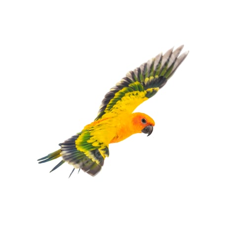 Preview: sun parakeet, bird, Aratinga solstitialis, flying, isolated