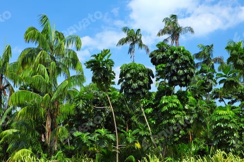Preview: Coconut palm trees in forest