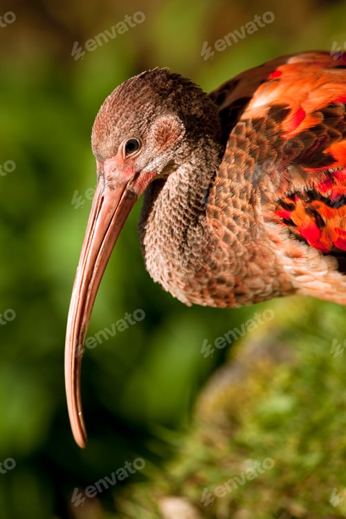 Preview: Beak of a red Ibis