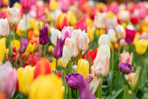 Preview: Multicolored tulip background in a park in Holland