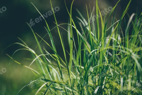 Preview: Green Grass Background