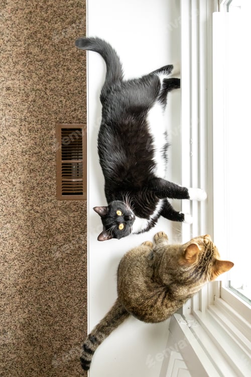 Preview: Lounging cats