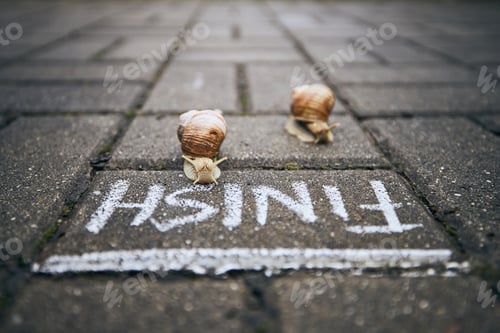 Preview: Close-up of racing snails in front of finish line. Themes competition, winning and funny animals.