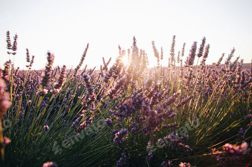 Vista previa: Plantas de lavanda a la luz del atardecer