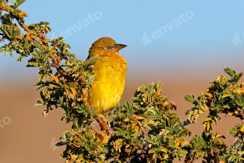 Preview: Cape weaver perched on a branch