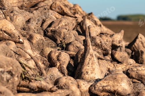 Preview: Pile of harvested sugar beet root crops in field