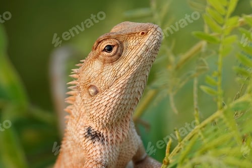 Preview: Closeup of a oriental garden lizard (Calotes versicolor) in green grass