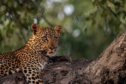 Preview: A female leopard, Panthera pardus, lying in a tree, close-up.
