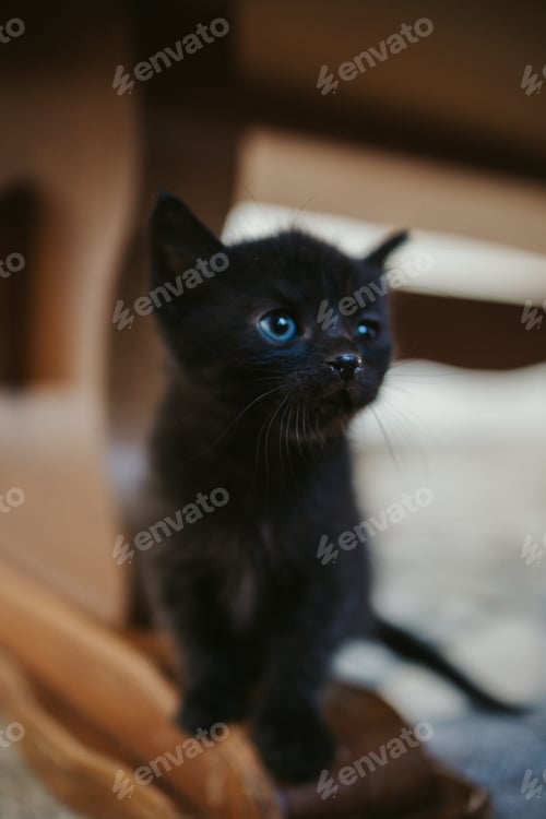 Preview: Cute black little kitten with blue eyes looking to the side while standing on a table leg