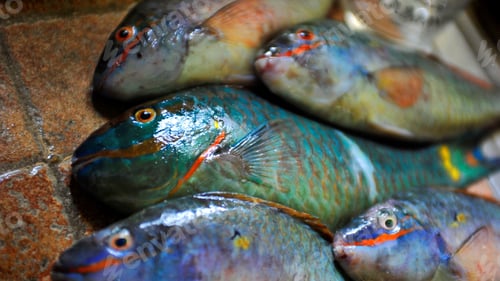 Preview: Freshly-caught fish rests atop a craggy, rocky surface