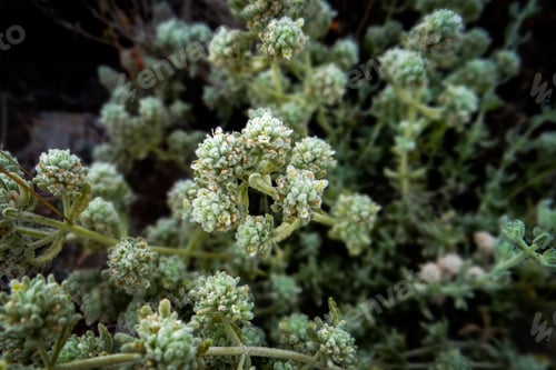 Preview: Closeup shot of teucrium polium plant growing in the forest