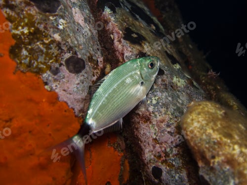 Preview: Saddled sea bream from the Aegean Sea