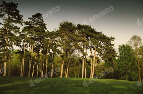 Preview: Pines on the park