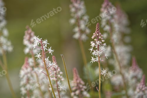 Preview: Selective shot of heucherella flower in bloom