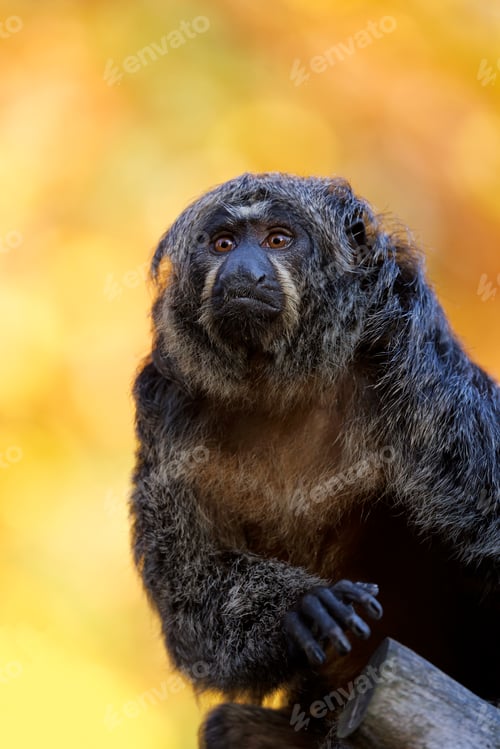 Preview: Close up shot of female white-faced saki (Pithecia)