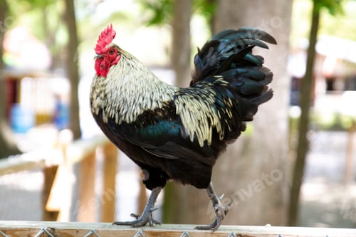 Preview: Rooster