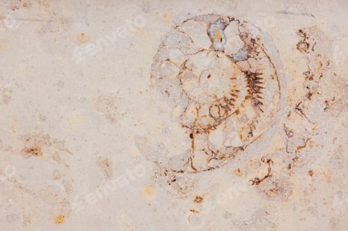 Preview: ammonite on wall of modern sand-colored building. cross-section of shell of an ancient mollusk