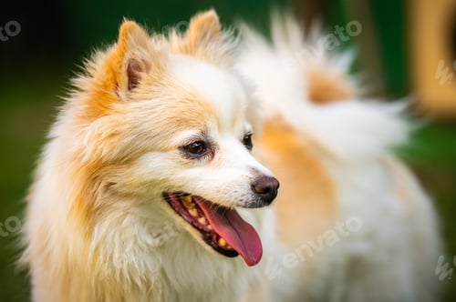 Preview: Pomeranian dog with tongue out closeup portrait